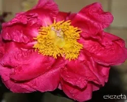 Paeonia suffruticosa