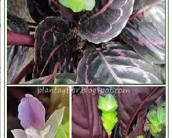 calathea