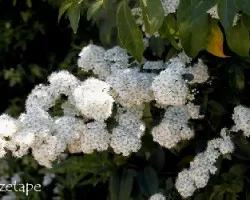 Ligustrum ovalifolium