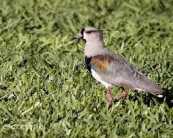 Vanellus chilensis