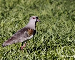 Vanellus chilensis