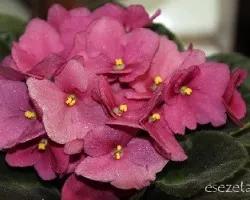 Saintpaulia ionantha
