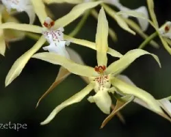 Miltonia flavescens 