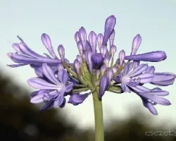 Agapanthus africanus