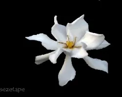 Gardenia augusta kimura
