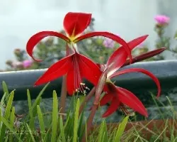 Sprekelia formosissima