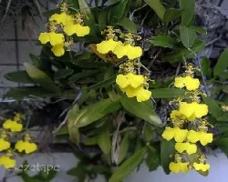 Oncidium sp