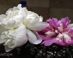 Paeonia suffruticosa