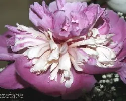 Paeonia suffruticosa