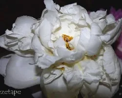 Paeonia suffruticosa