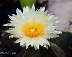 Astrophytum 