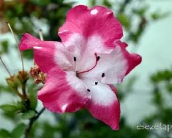 Azaleas
