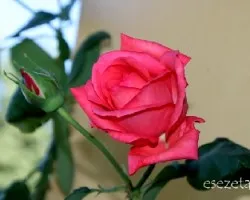Rosa sp