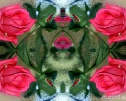 Rosa sp