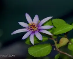 Grewia occidentalis