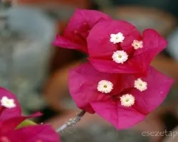 Bougainvillea spectabilis 