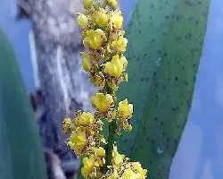 Oncidium pumilum