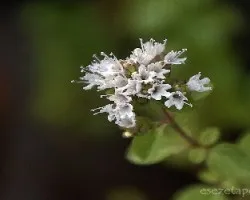 Origanum vulgare