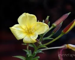  Oenothera biennis 