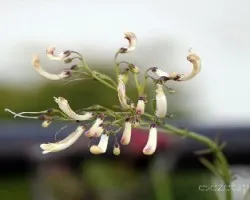 Russelia equisetiformis 