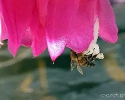 Abeja