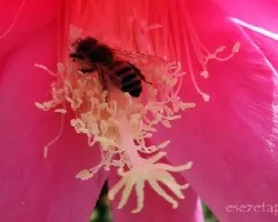 Abeja