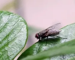 Mosca
