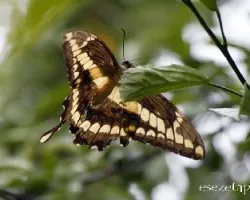 Heraclides thoas thoantiades