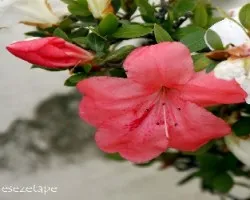 Azalea sp