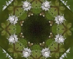 Para Moci