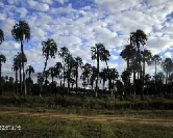 Parque Nacional El Palmar