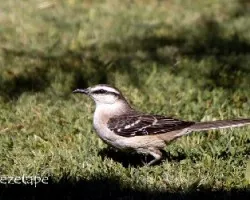 Mimus saturninus