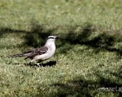 Mimus saturninus