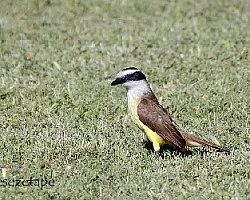 Pitangus sulphuratus