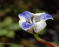  Neomarica candida 