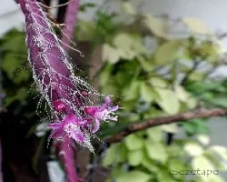  Rhipsalis cruciformis 