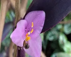Tradescantia pallida = Setcreasea pallida