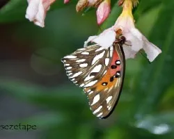 Agrauils vanillae maculosa
