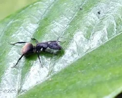 Camponotus mus 