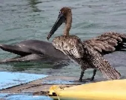 PELICANO Y DELFIN