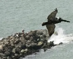 PELICANO EN VUELO