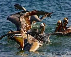 Pelecanus occidentalis