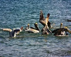 Pelecanus occidentalis
