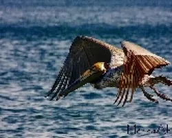 Pelecanus occidentalis