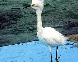 Egretta thula
