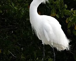 Egretta thula