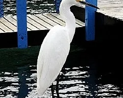 Egretta thula