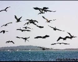 Fregata magnificens