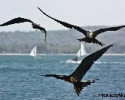 Fregata magnificens