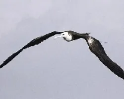 Fregata magnificens 